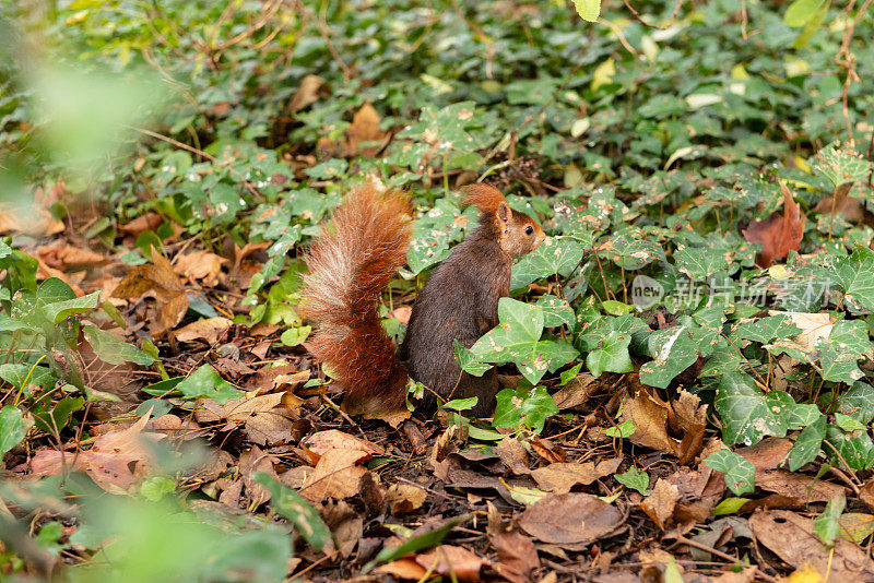 城市公园里的野生红松鼠(Sciurus vulgaris)。